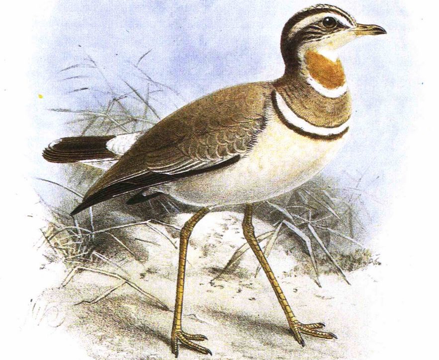 Бегунок Джердона. Иллюстрация: Rhinoptilus bitorquatus (by J G Keulemans)