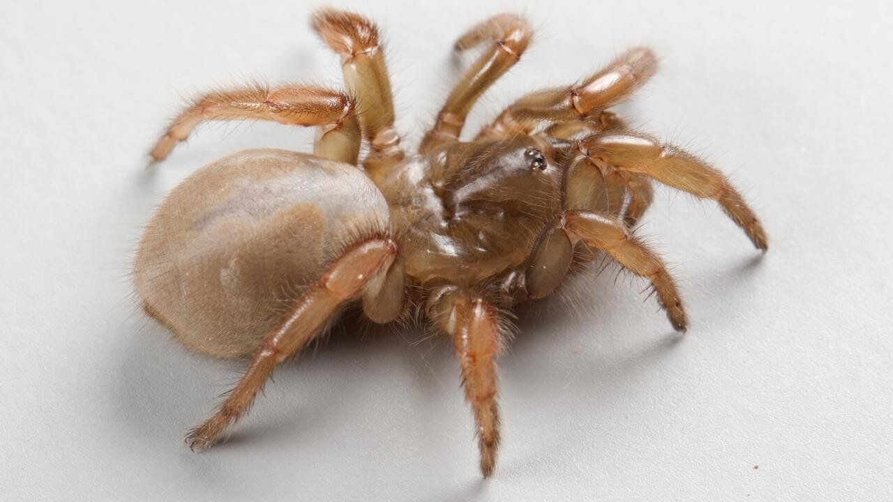 Вид пауков-землекопов, названный Aptostichus ramirezae. Фото: UC Davis scientists