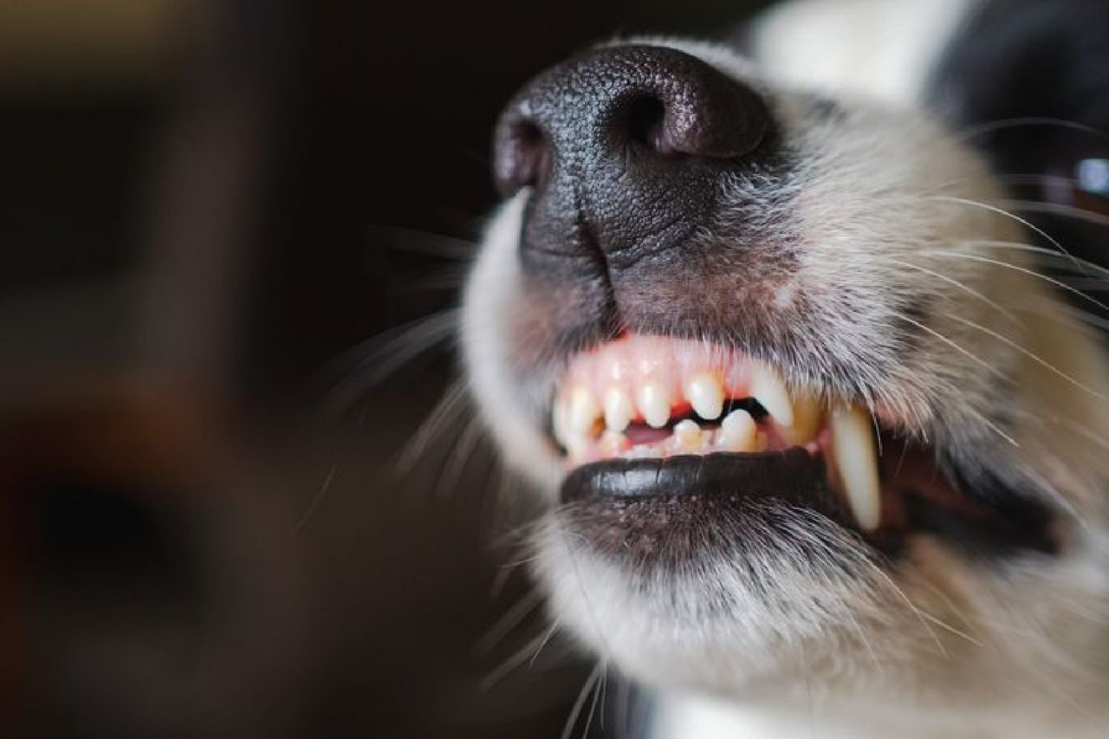 Фото: iStock/Iuliia Zavalishina