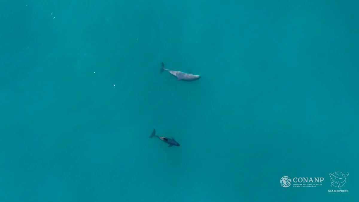 Фото: Fabian Rodriguez/Sea Shepherd Conservation Society
