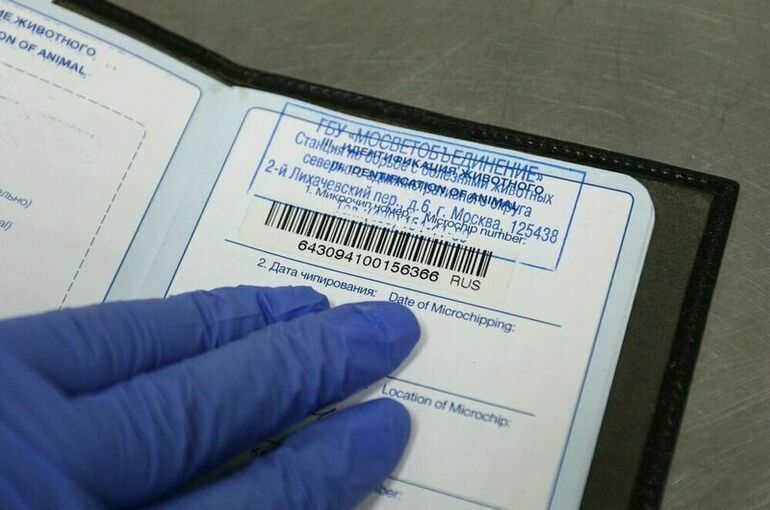 С 2026 года учет домашних животных станет обязательным и бесплатным, а данные будут вноситься в государственную ветеринарную систему. Иллюстрация: Кирилл Зыков/Агентство «Москва»