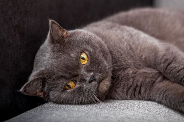 Иллюстрация: Shutterstock/FOTODOM