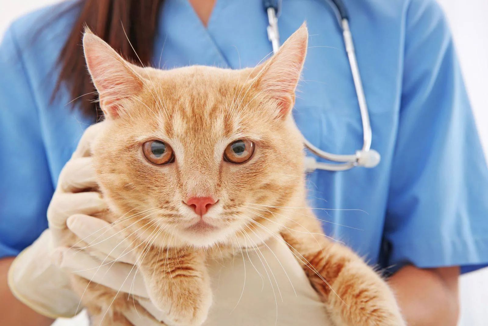 Фото: vetdocs.ru