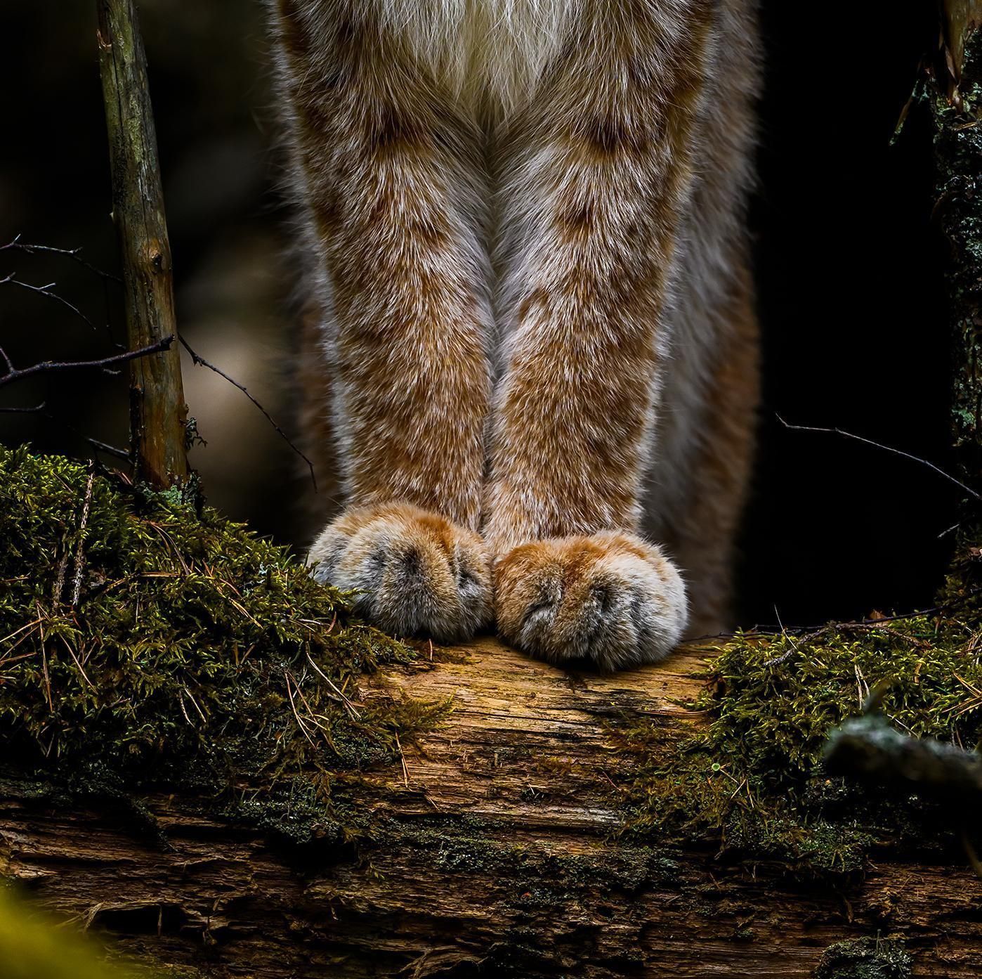 Фото: Ossi Saarinen
