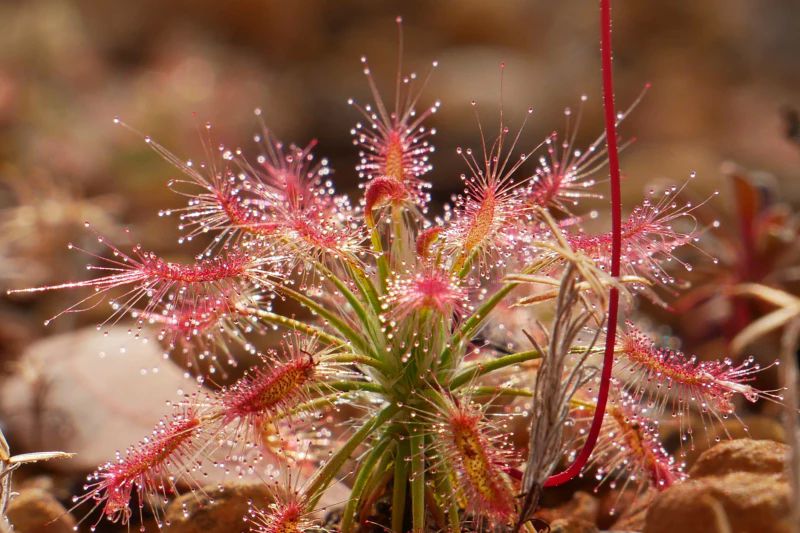 Drosera silvicola, обнаруженная в заповеднике. Фото: Thilo Alexander Krueger/Australian Wildlife Conservancy