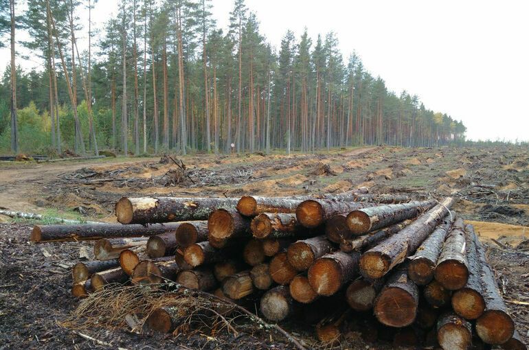 Фото: Игорь Самохвалов/«Парламентская газета»