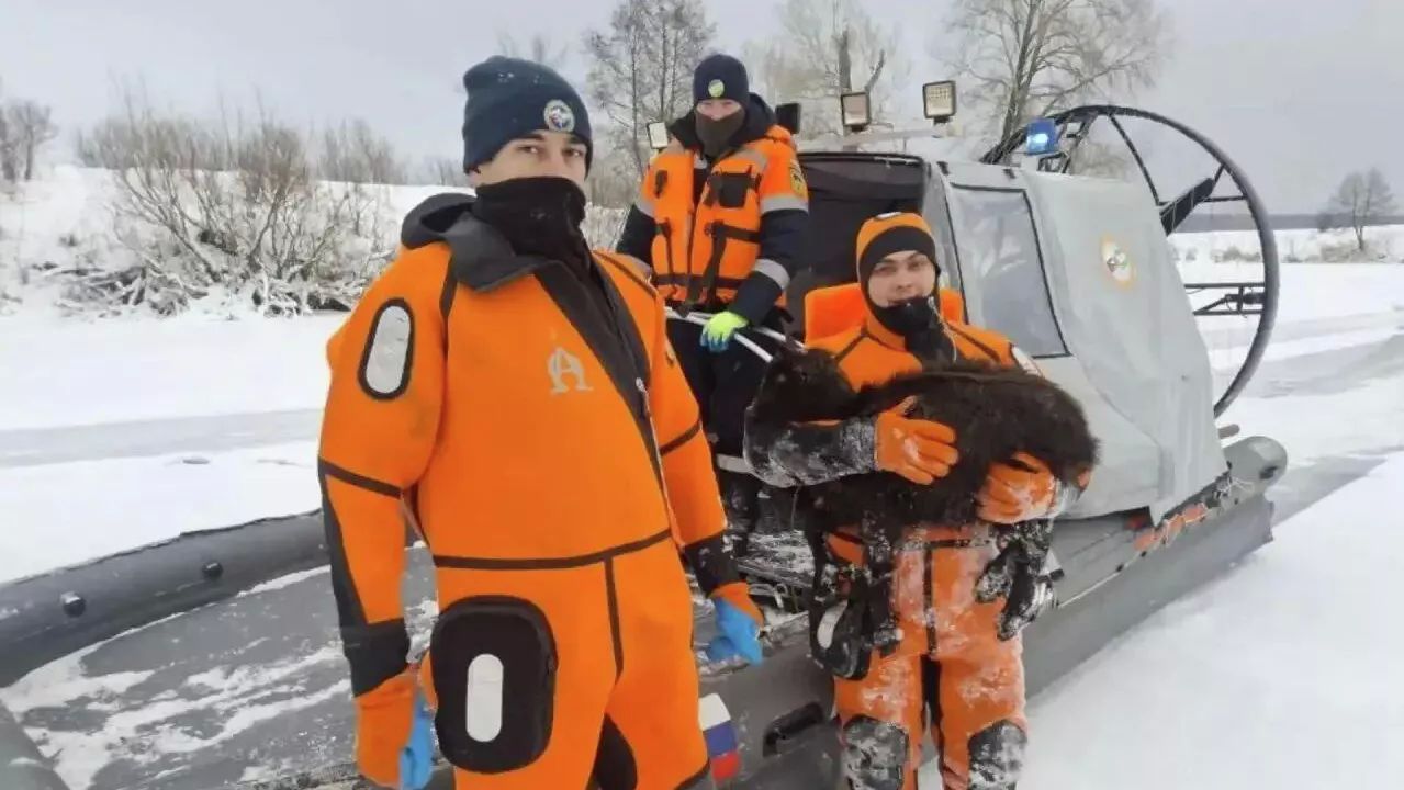 Спасатели спасают животных из озера Узеть в Бирском районе в Уфе. Фото: Кирилл Первов/Telegram