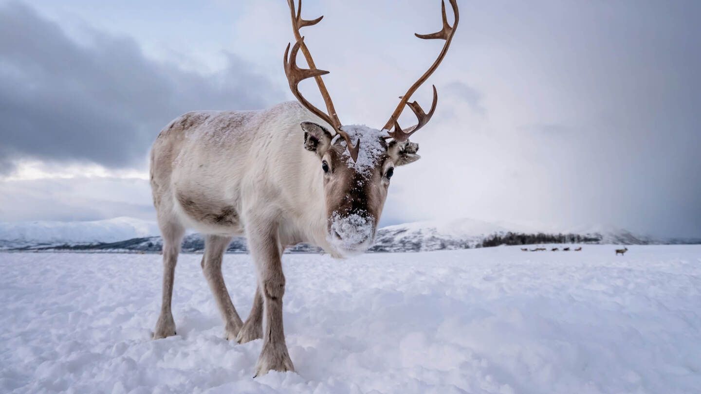 Северный олень. Фото: Pav-Pro Photography Ltd/Shutterstock/FOTODOM