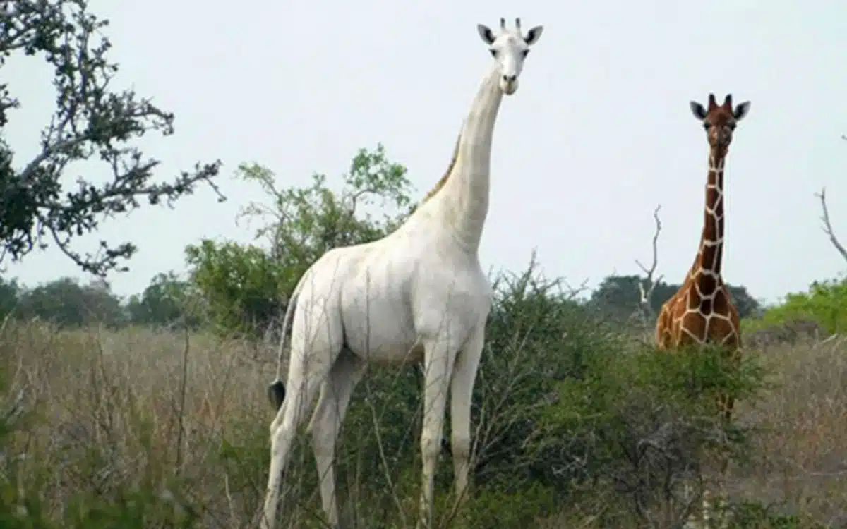 Белый жираф — одно из редчайших животных в мире. Фото: Ishaqbini Hirola Community Conservancy