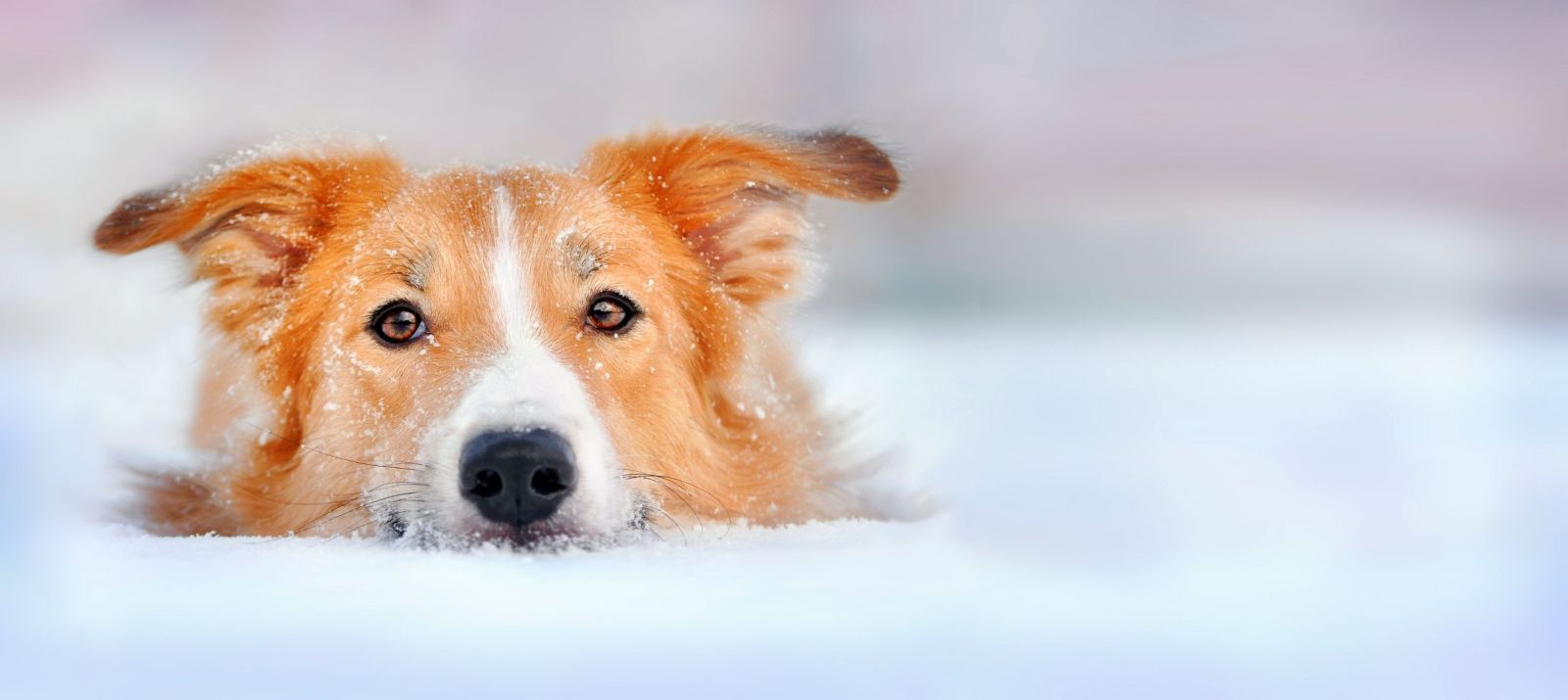 Фото: iStock/Ksuksa