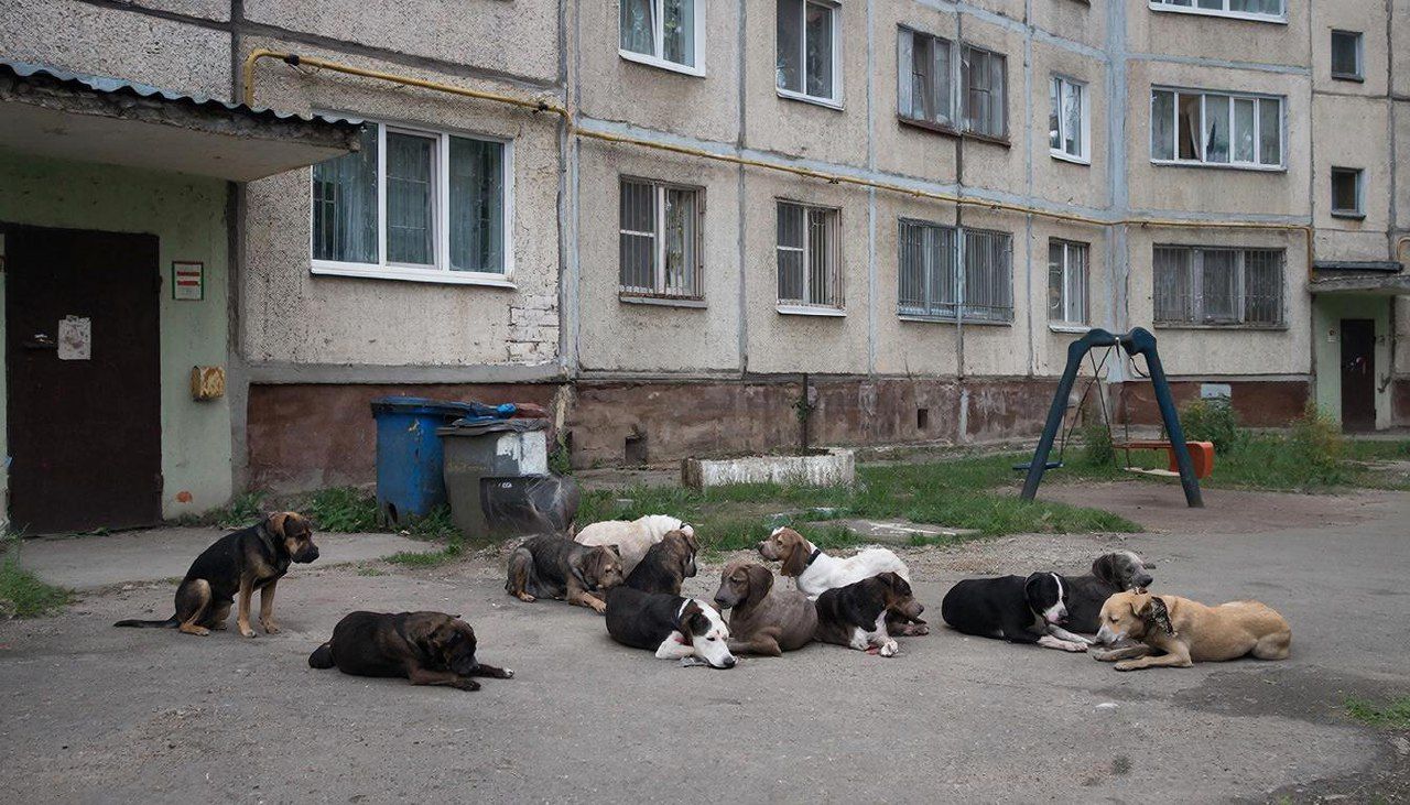 Регионы смогут объявлять ЧС из-за бродячих стай и умерщвлять собак, представляющих угрозу для людей. Иллюстрация: ECOportal.su / ИИ
