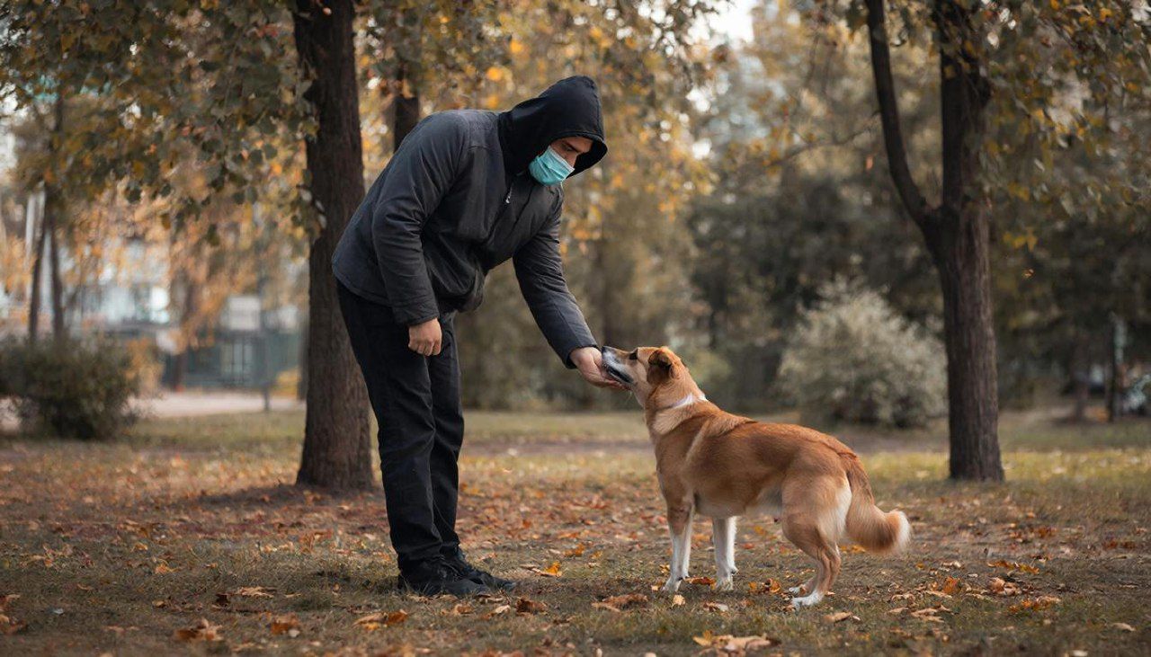Как снизить риски для питомца в городе? Иллюстрация: ECOportal.su / ИИ