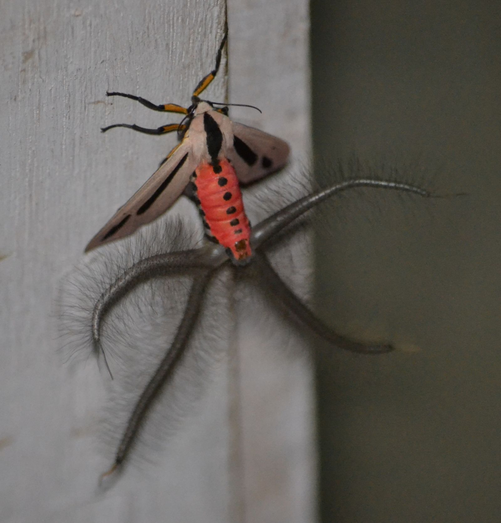 Фото: Vinita Punia Sangwan via iNaturalist (CC BY-NC)