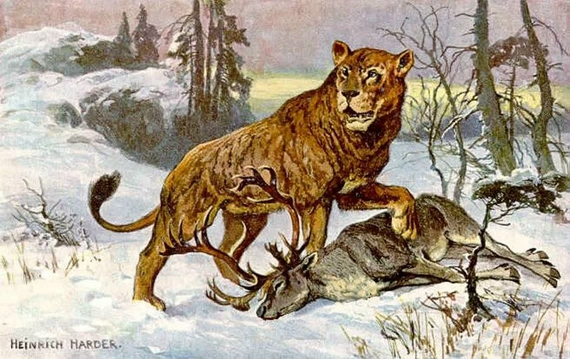 Пещерный лев. Иллюстрация: Heinrich Harder / wikipedia