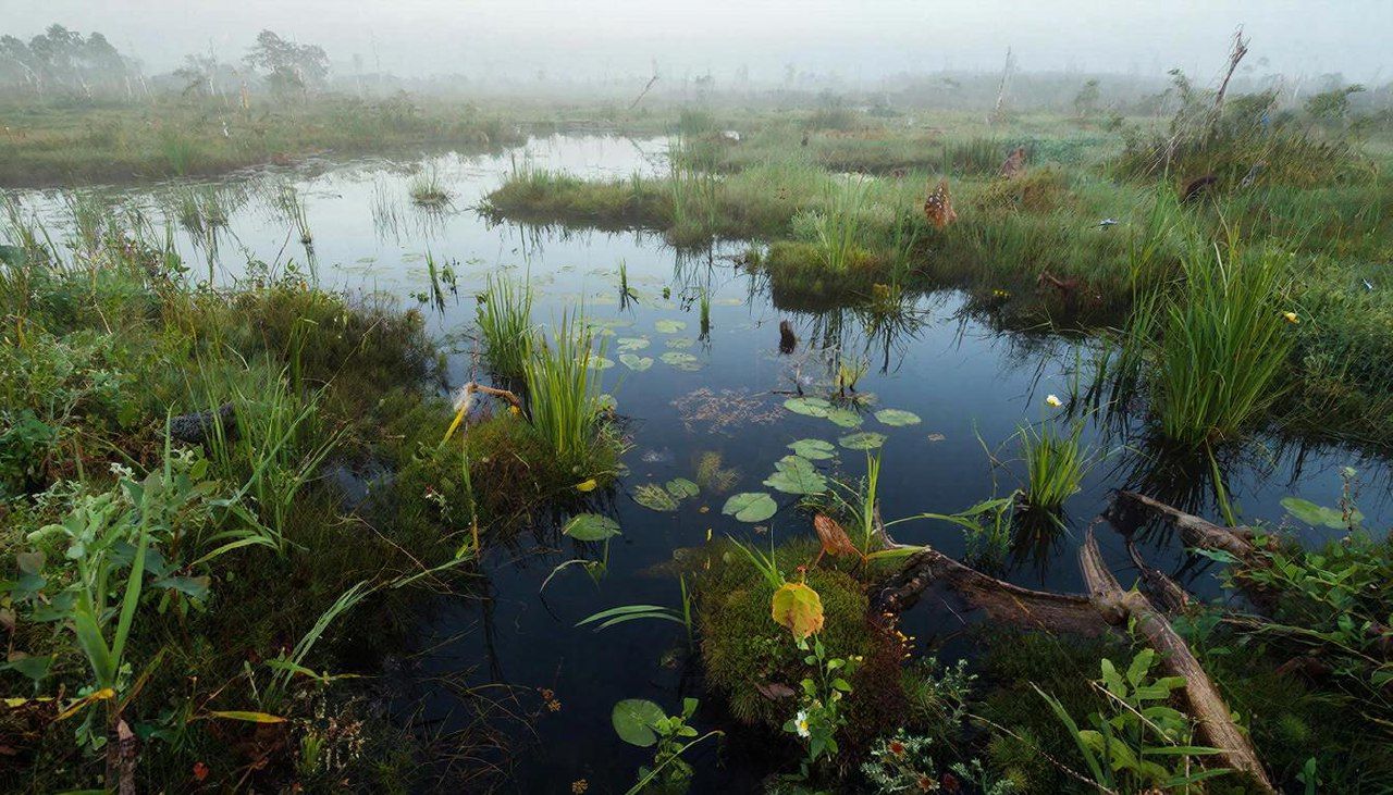 Болота жизненно важны для всей планеты. Иллюстрация: ECOportal.su / ИИ