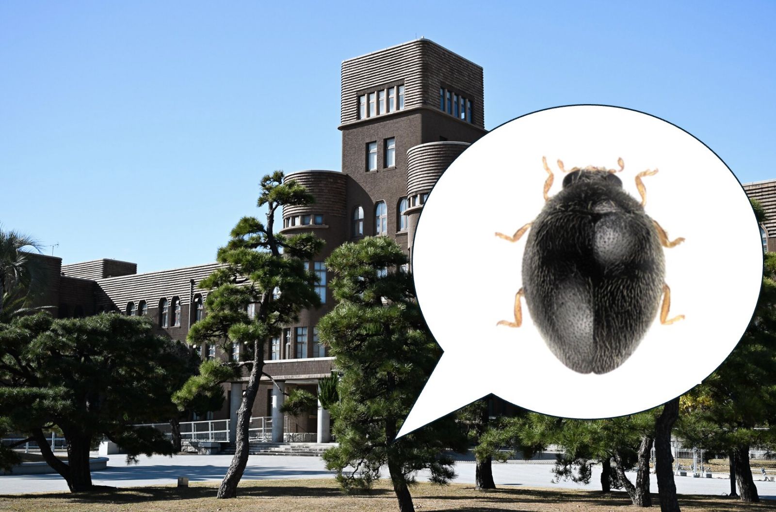 Длина жука составляет всего около миллиметра. Фото: Munetoshi Maruyama / Kyushu University