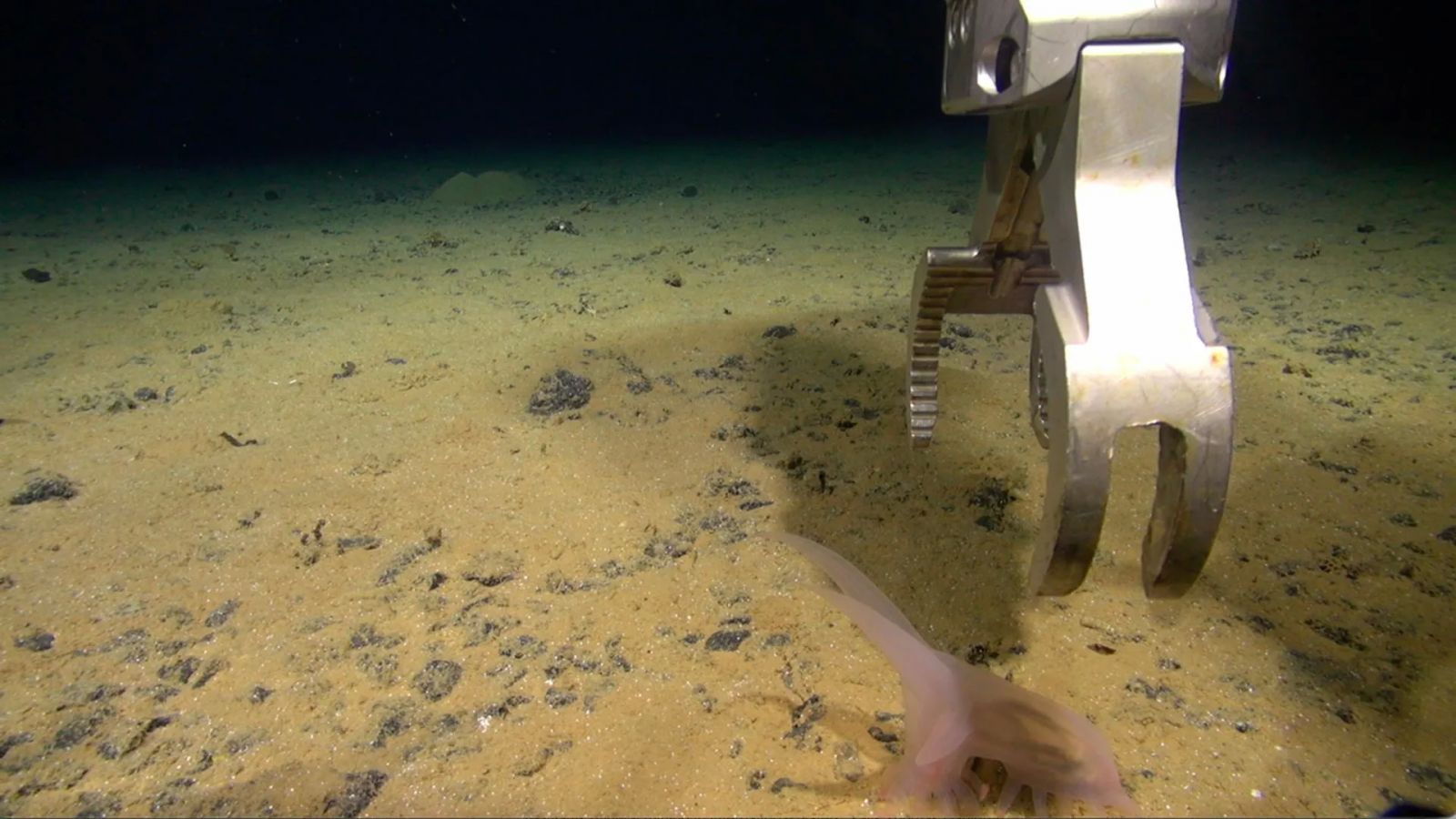 Фото: ROV Isis/SMARTEX