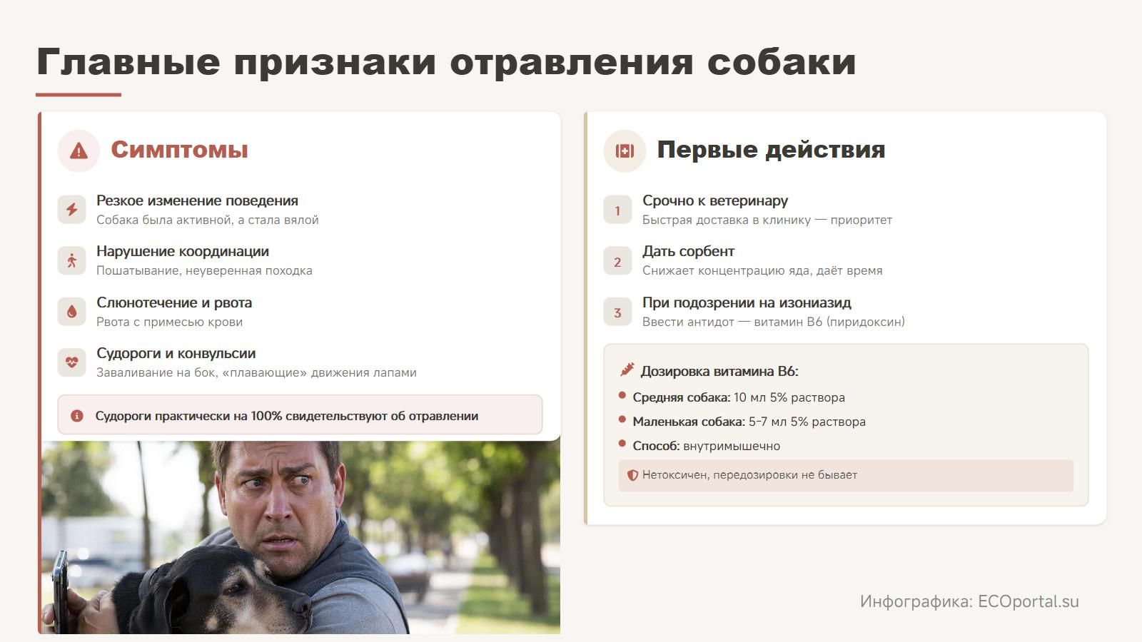 Решающие минуты: скорость и правильные действия могут спасти жизнь собаке. Инфографика: ECOportal.su / ИИ