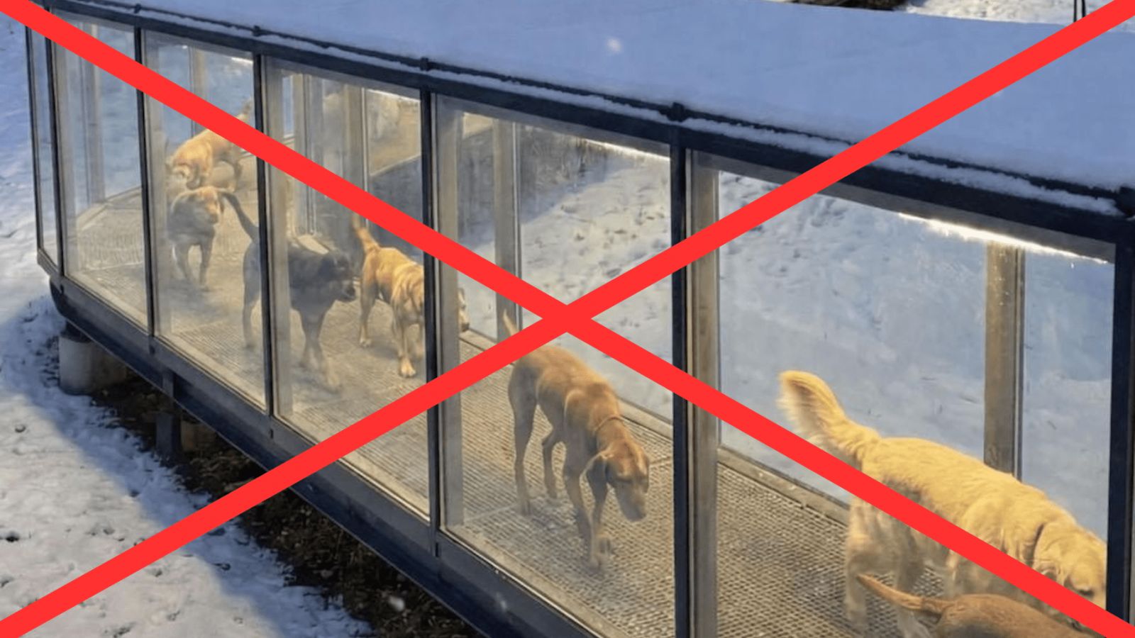 Это генерации нейросети, которая быстро распространилась в интернете под видом настоящих фото. Иллюстрация: Reddit / Popular Science
