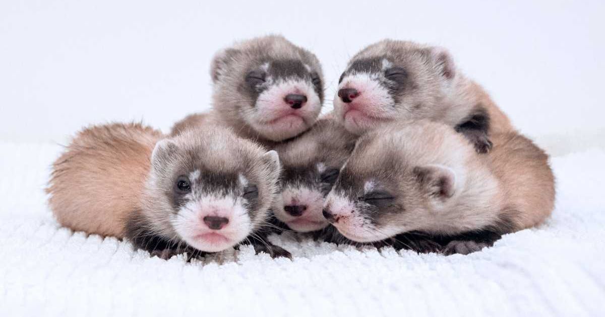 Черноногие хорьки из программы разведения в неволе зоопарка Феникса. Фото: Phoenix Zoo