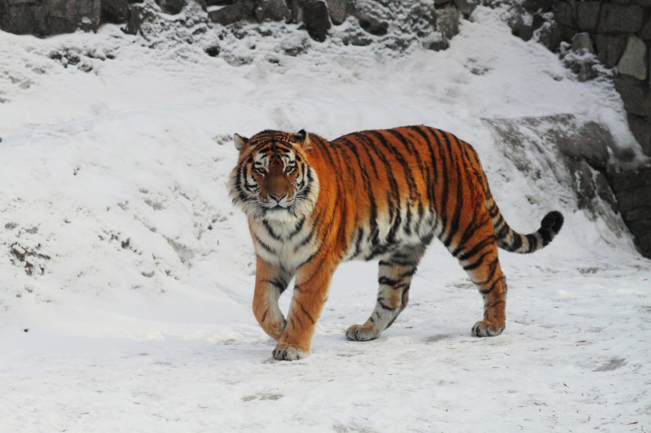Фото: Ленинградский зоопарк