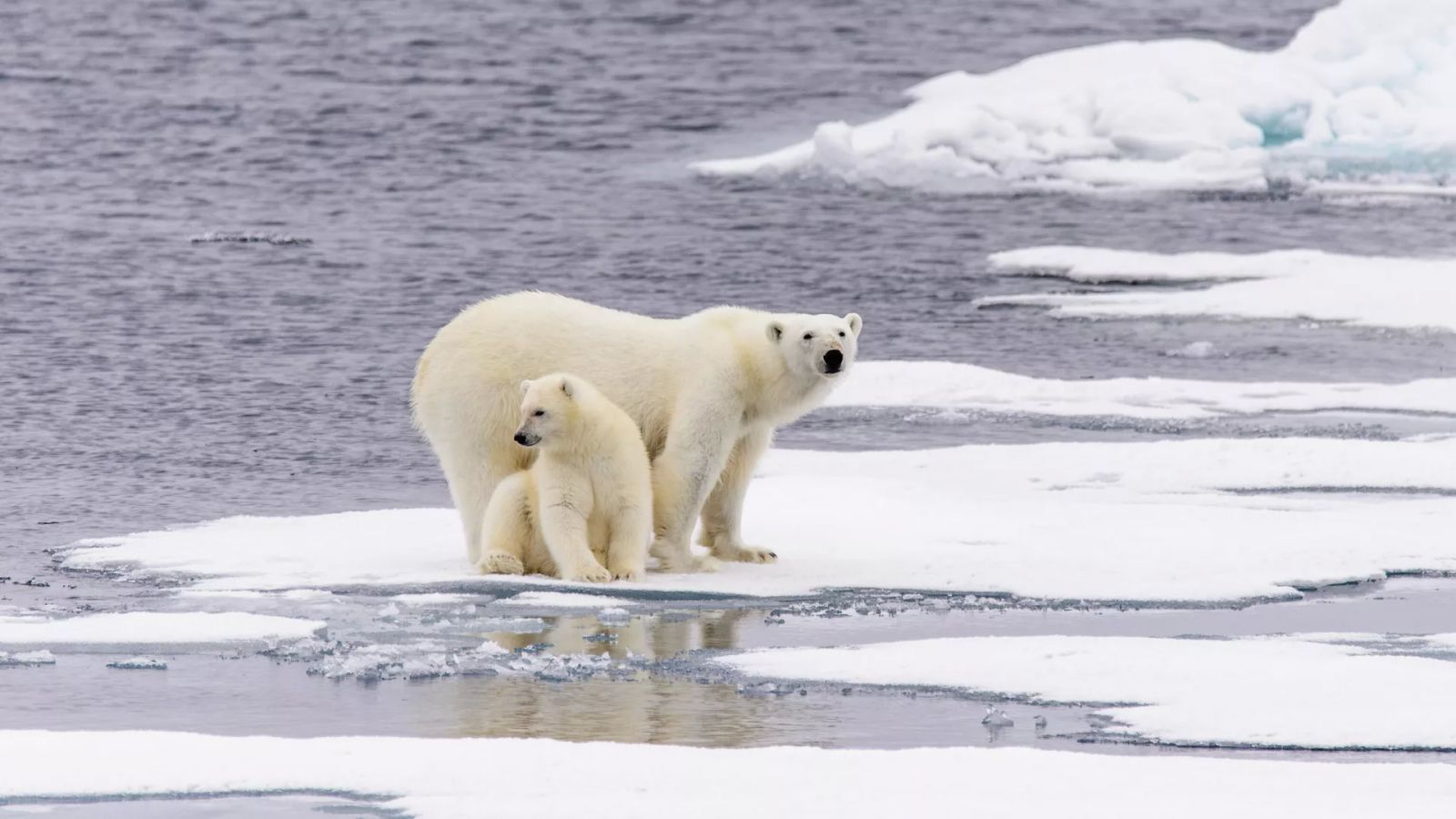 Полярная медведица с медвежонком на льдине. Фото: Depositphotos.com / Alexey Seafarer
