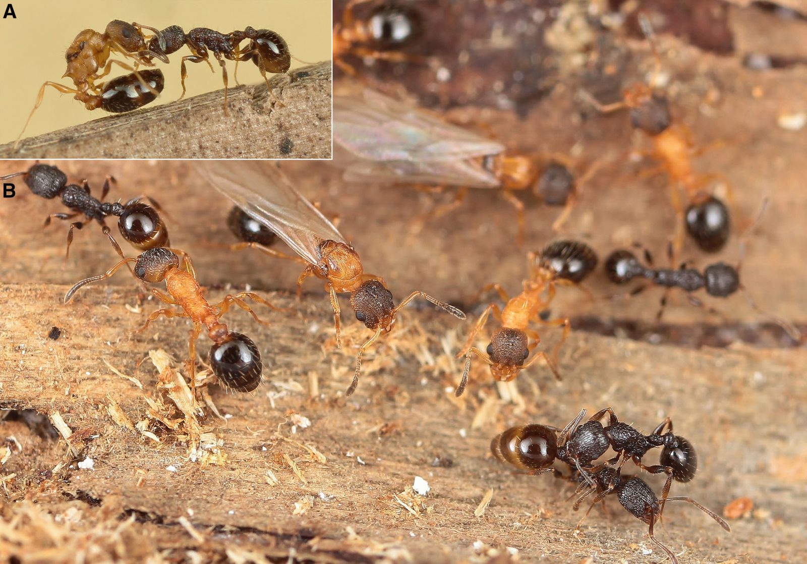 Temnothorax kinomurai — социальный паразит, не имеющий рабочих особей и размножающийся партеногенетически.