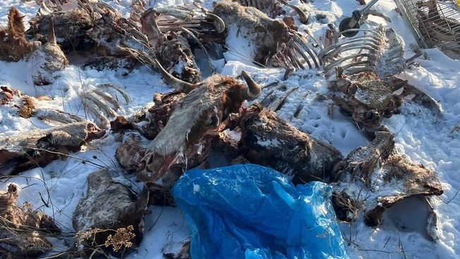 Фото: «Народный фронт»