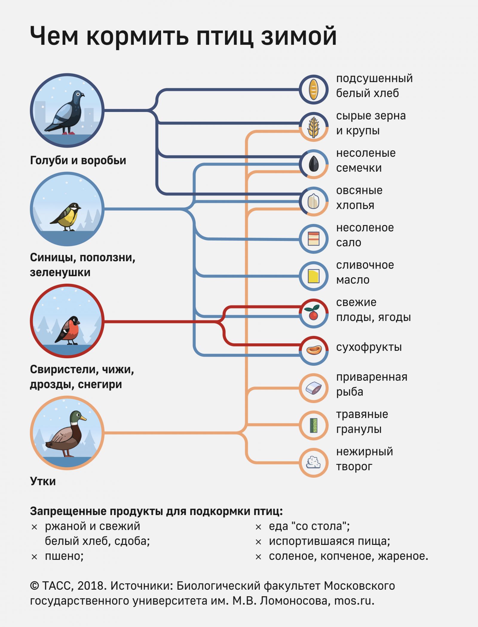 Чем кормить птиц. Инфографика ТАСС.