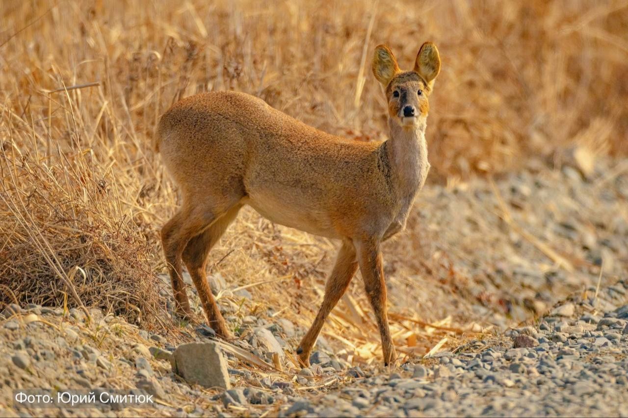 Фото: Юрий Смитюк