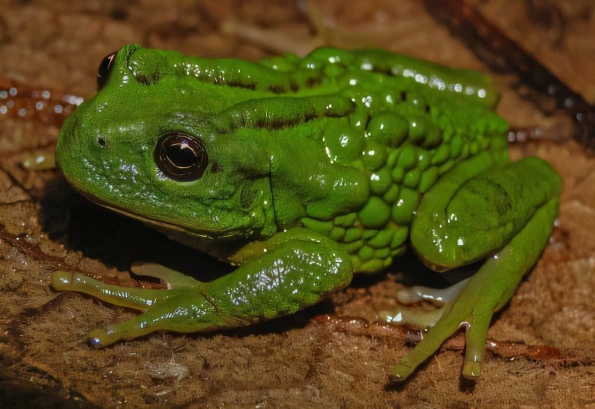 Лягушка с выводковым карманом. Фото: Zootaxa