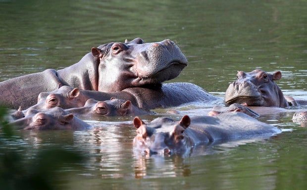 Фото: Fernando Vergara / AP