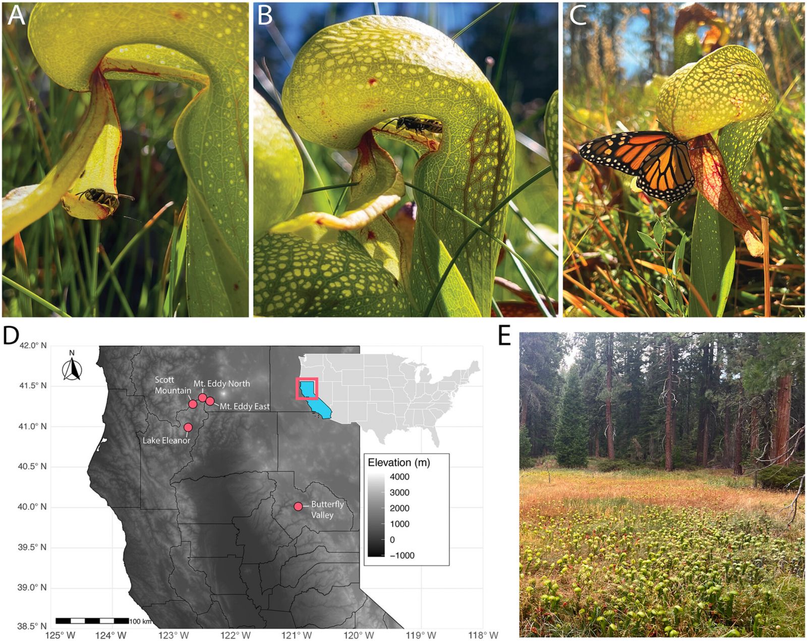 «Осы Vespulidae (A, B) и бабочка (C) питаются нектаром у входов листьев Darlingtonia californica. (D) Карта мест сбора ос в Калифорнии. (E) Горное болото с D. californica. Иллюстрация: Asa E. Conover.