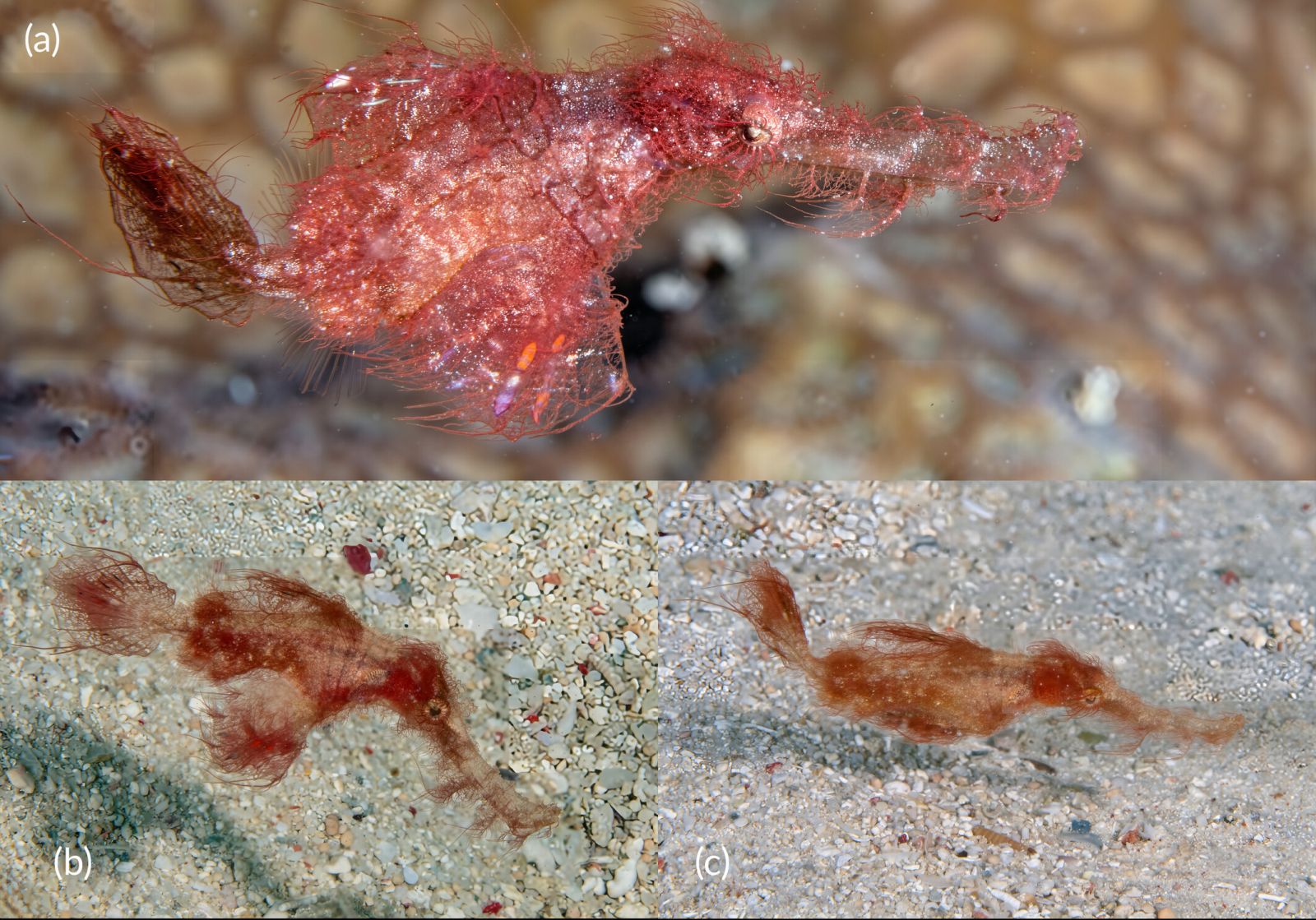 Solenostomus snuffleupagus, Большой Барьерный риф, Австралия, 2022 год: (а) взрослый представитель; (b) самка; (c) самец. Фото: David Harasti