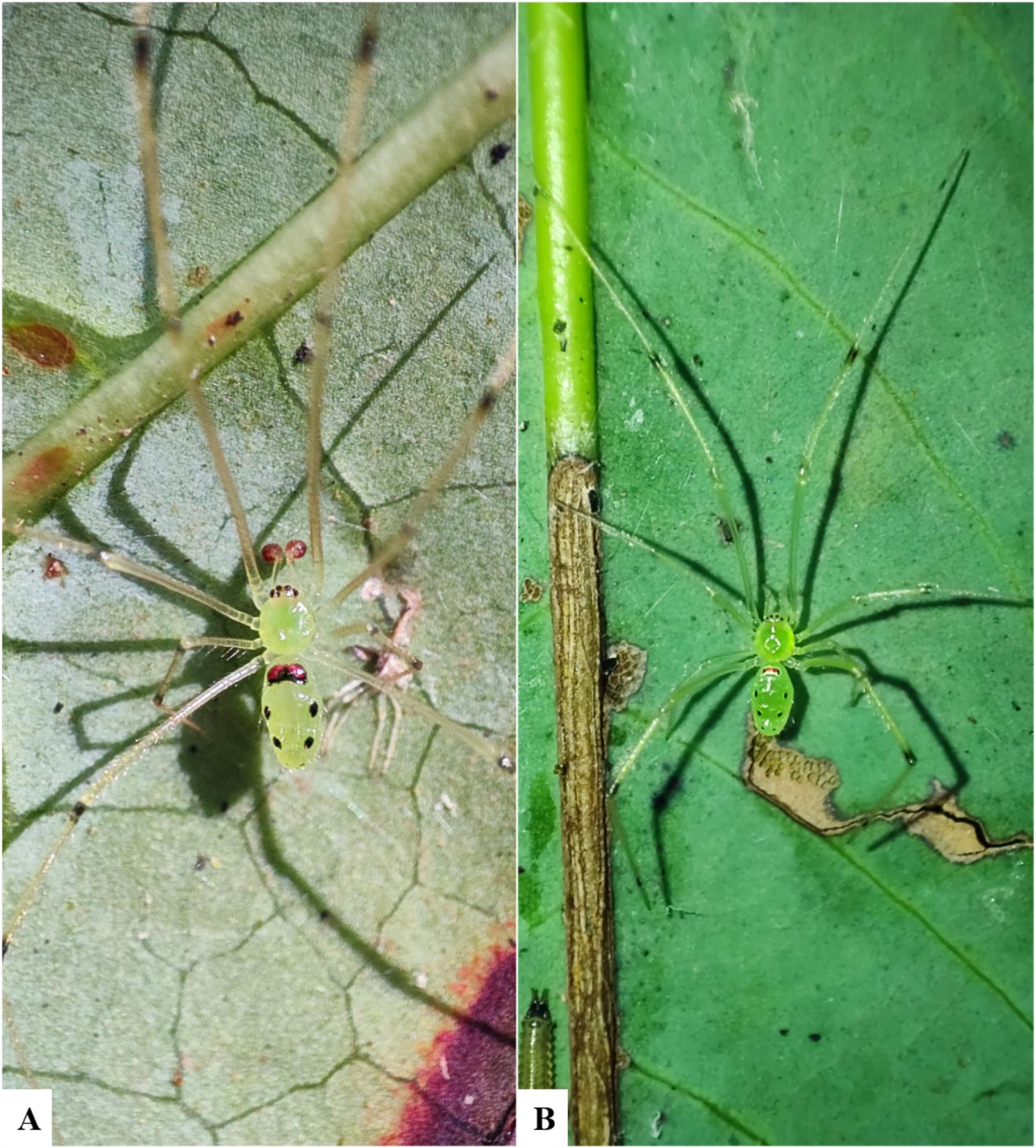(A) — самец, (B) — самка.