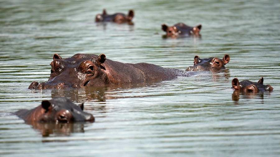 Фото: TASS/Fernando Vergara