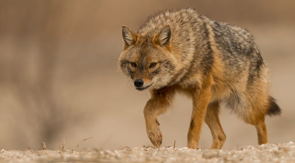 Обыкновенный шакал (Canis aureus). Фото: Miha Krofel