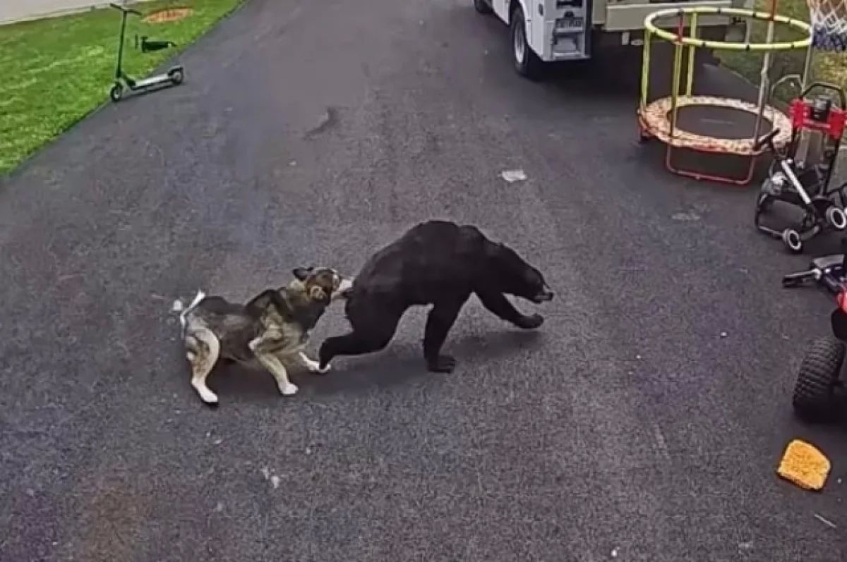 Кадр из видео