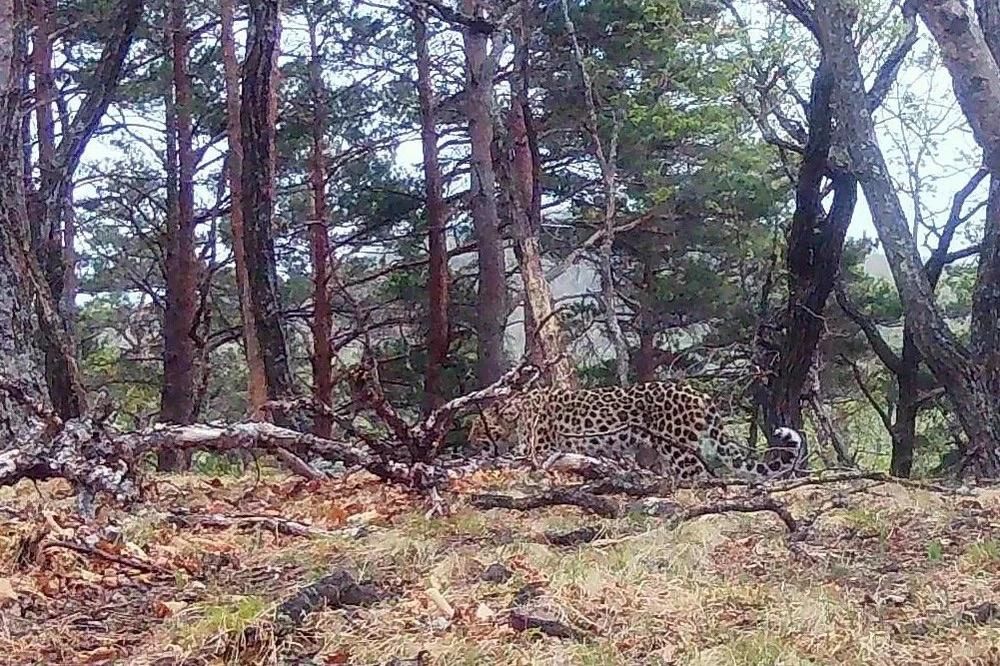 Леопард Leo 286F обосновался в новом заказнике. Фото: КГБУ «Дирекция по охране объектов животного мира и ООПТ»