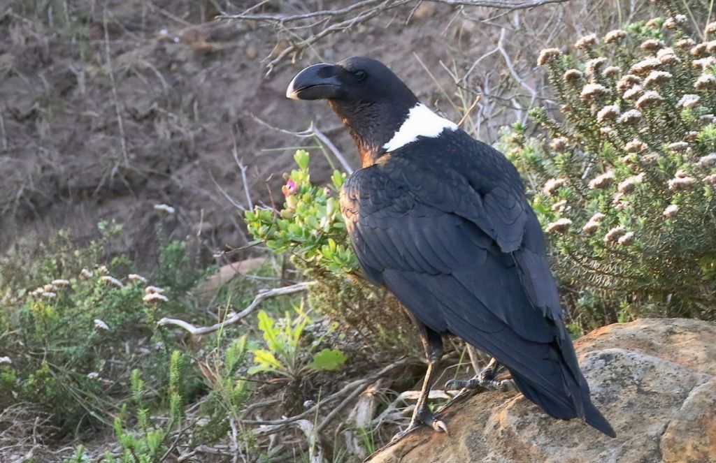 Современный белошейный ворон Corvus albicollis Latham, 1790, ЮАР. Фото П.Ю. Пархаева (ПИН РАН).