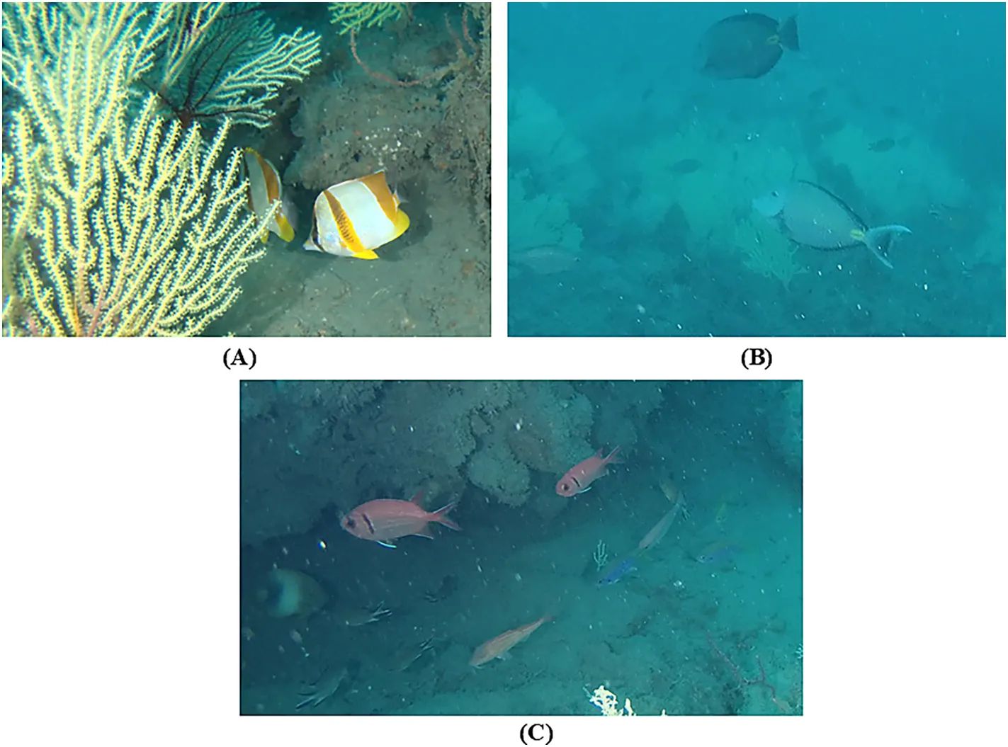 В коралловом саду отмечены: (A) Chaetodon robustus, (B) Acanthurus monroviae, (C) смешанное скопление у каменистого блока — Myripristis jacobus, Lutjanus fulgens, Pseudupeneus prayensis, Chromis limbata, Holacanthus africanus, Chromis cadenati.