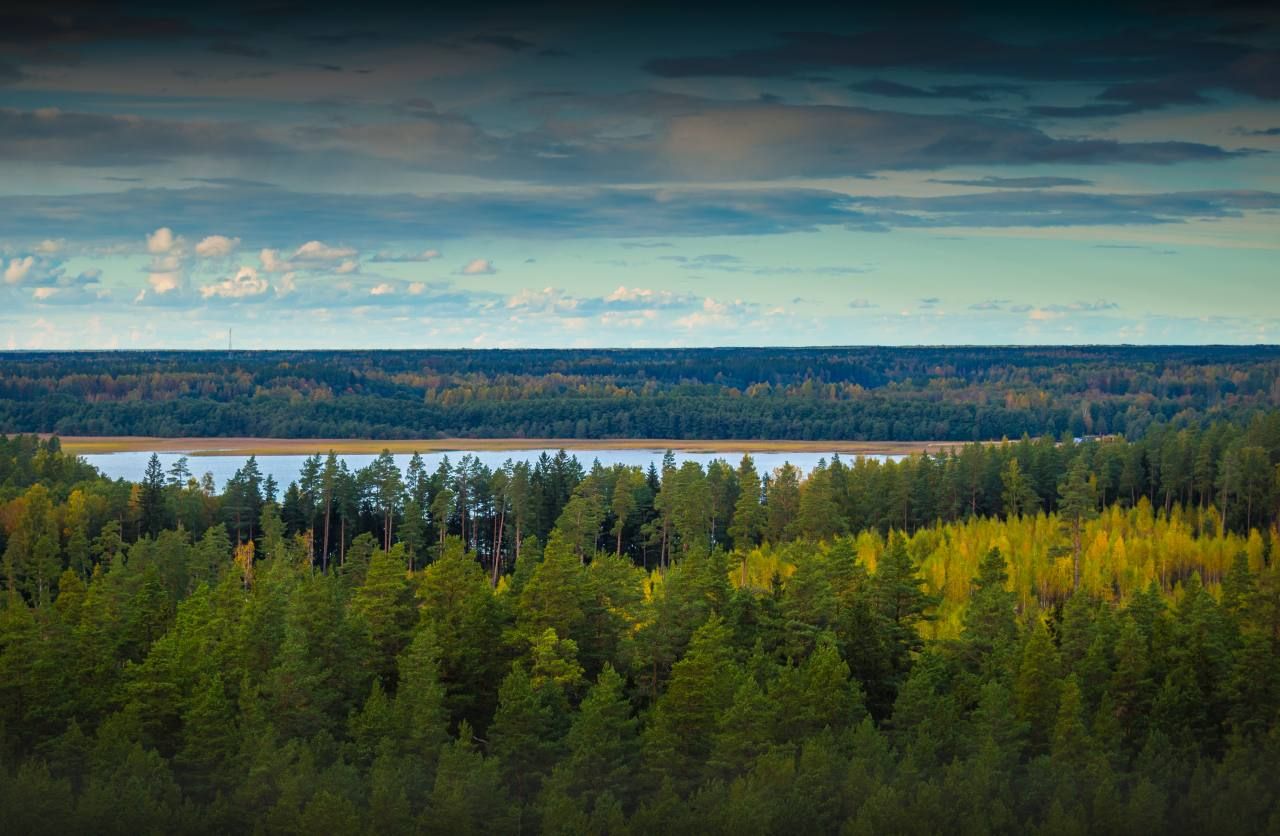 Фото: Рослесхоз