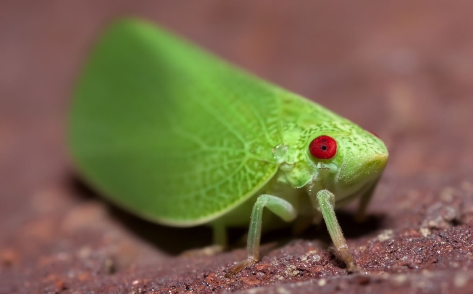 Acanalonia conica. Иллюстрация: ECOportal.su / ИИ