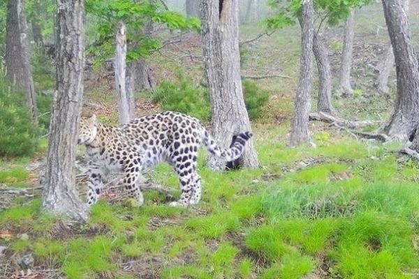 Фото: ФГБУ «Земля леопарда»