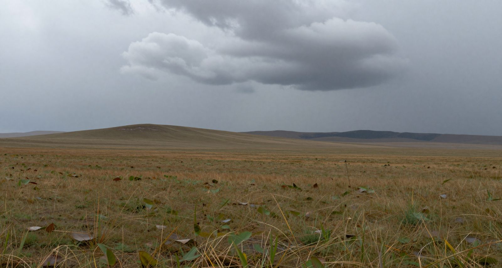 Дождь над степным заповедником. Иллюстрация: ECOportal.su / ИИ