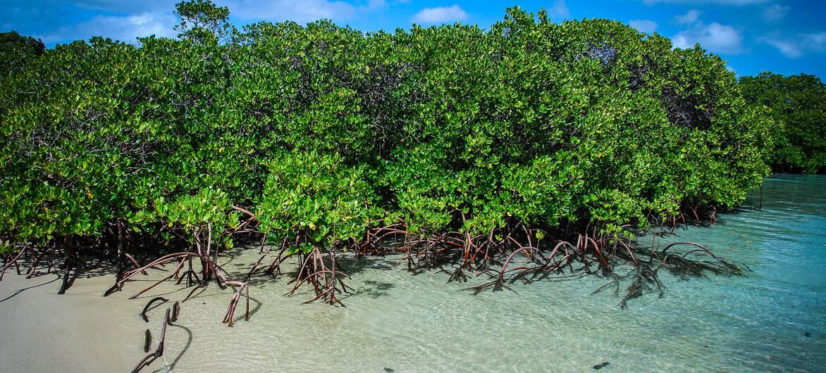 Мангровые леса в Австралии. Фото: Ocean Image Bank/М. Кернок