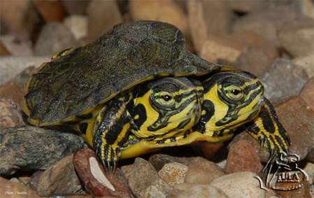 Двухголовая черепаха. Фото ИА REGNUM