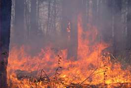 Лесной пожар. Фото с сайта http://www.krsk.info