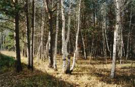 Лес. Фото с сайта http://www.rosbrs.ru