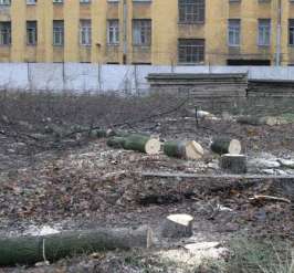 Незаконно спиленные деревья. Фото: Фонтанка.ру